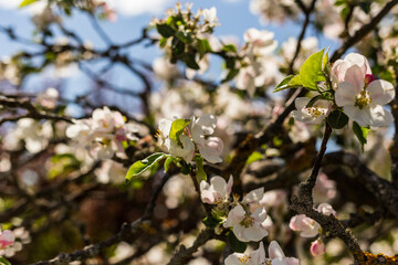 kwiat, jary, kwiat, drzew, charakter, kwiat, biała, roślin, jabłek, kwiat, jardin, zieleń, galąz, roz, kwitnienie, czereśnia, beuty, feuille, flora, kwiatowy, lato, piękne, makro, pora roku, wiosna, l