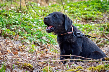 Schwarzer Labrador Retriever Welpe.
