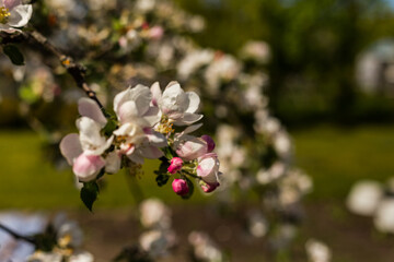 kwiat, jary, kwiat, drzew, charakter, kwiat, biała, roślin, jabłek, kwiat, jardin, zieleń, galąz, roz, kwitnienie, czereśnia, beuty, feuille, flora, kwiatowy, lato, piękne, makro, pora roku, wiosna, l © OndaTravel