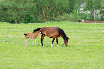 A bay horse with a foal in a field on a grazing.