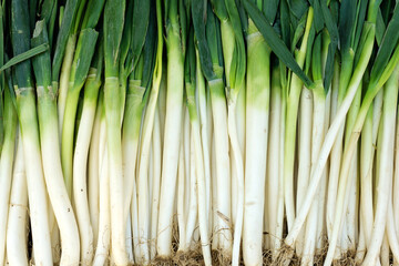 fresh green onion