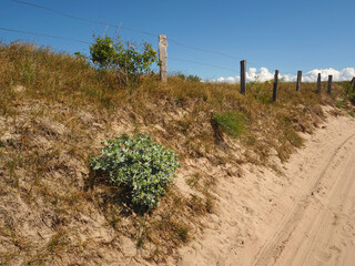 Beautiful sea holly (Eryngium maritimum) on a dune