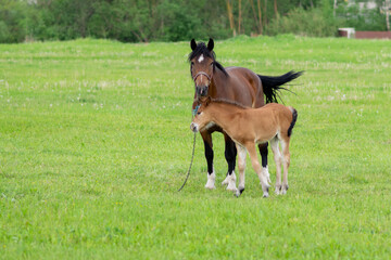 A bay horse with a foal in a field on a grazing.