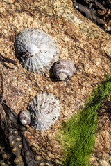 Obraz premium close up seashells on a rock