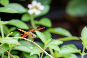 Dragonflies on small branches