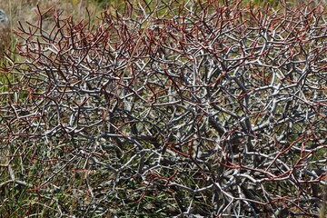 Palinuro – Particolare di macchia mediterranea
