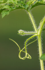 shoot on a branch of watermelon for weaving