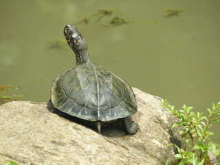 turtle on the rock