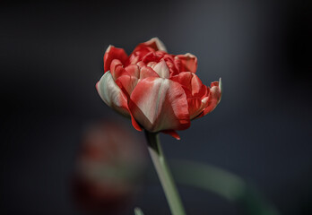 Single red tulip flower. One red tulip flower on grey background. Red tulip flower close up. 1 red tulip blooming close up.  Isolated red tulip for birthday card. Single red tulip flower close up.