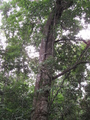 Obraz premium TIKAL NATIONAL PARK, PETEN, GUATEMALA