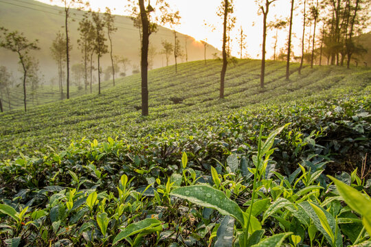 Photo of tea plantations in kerala 