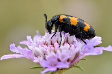 Closeup Mylabris variabilis on scabiosa flower