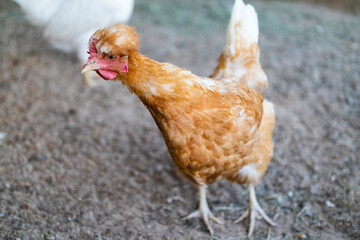 funny red chicken in the chicken coop is standing, looking