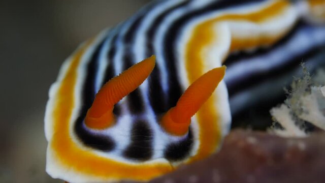 Chromodoris magnifica nudibranch rhynophores closeup