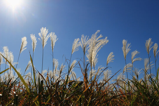 Ears of autumn Japanese pampas grass shining in the morning sunlight