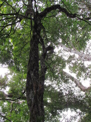 TIKAL NATIONAL PARK, PETEN, GUATEMALA