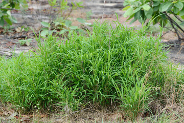green grass on the ground
