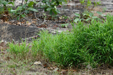 green grass on the ground