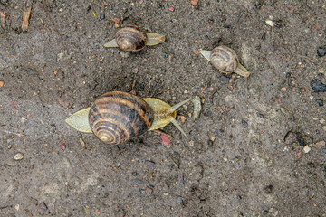 big grape snail closeup is crawling on the surface