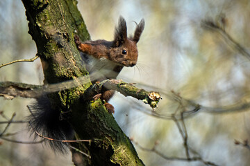 Eurasisches Eichhörnchen ( Sciurus vulgaris ).