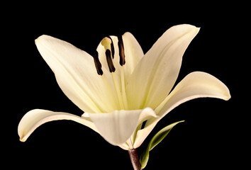 White lily isolated on black background 