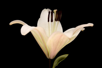 White lily isolated on black background 