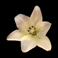 Fototapeta na wymiar White lily isolated on black background
