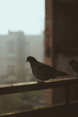 pigeon on a fence