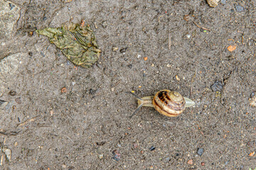 big grape snail closeup is crawling on the surface