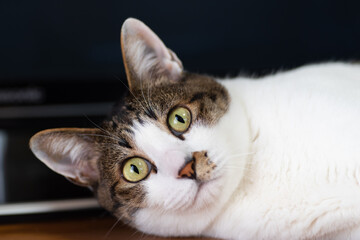 可愛い猫ちゃん　　キジトラ猫