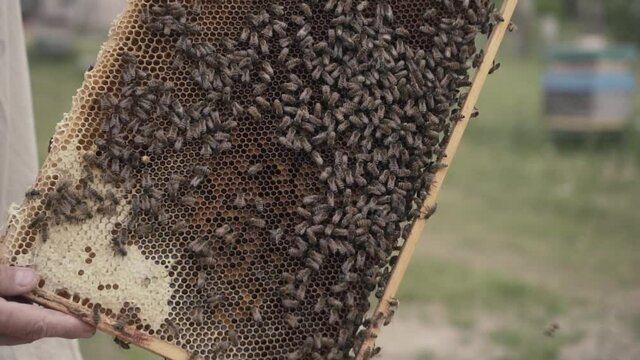 Rotating hundred and eighty degree angle of a wooden honeycomb frame with a beekeepers hand lifting the framework, placing it on the beehive and pointing at a queen bee.