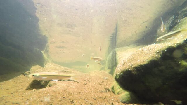 Freshwater Rasbora Fish Swimming In The Western Ghats, India