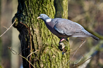 Ringeltaube ( Columba palumbus ).