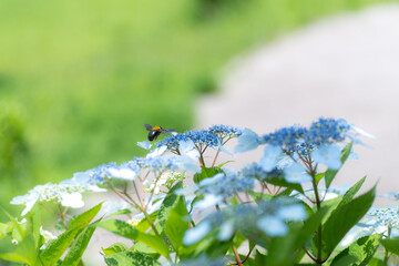 ハチと紫陽花　　青色