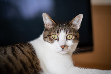 Naklejka premium 可愛い猫ちゃん キジトラ猫
