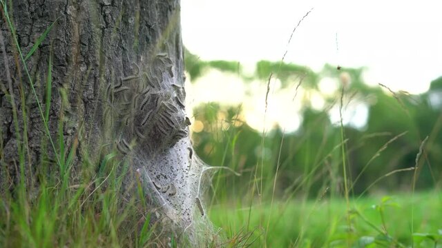 4K eikenprocessierupsen op boom sunset, thaumetopoeinae, overlast, nest, eik, caterpillar, oak processionary langs de weg.