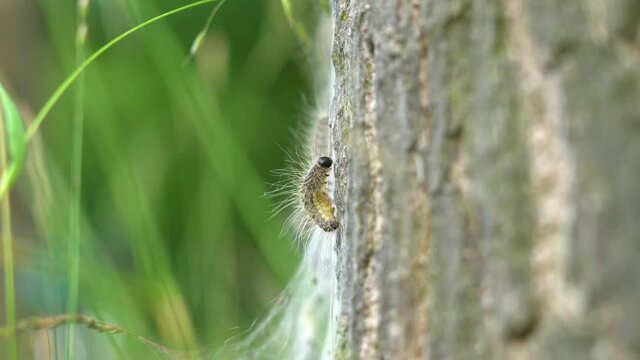 K eikenprocessierups op boom, thaumetopoeinae, overlast, nest, eik, caterpillar, closeup, alleen