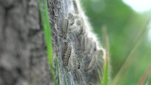 4K eikenprocessierups op boom, thaumetopoeinae, overlast, nest, eik, caterpillar, closeup, alleen.