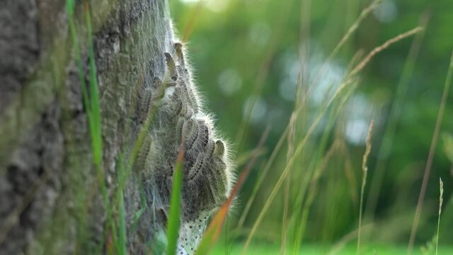 4K eikenprocessierups op boom, thaumetopoeinae,  jeuk, uitslag, plaagdierpreventie, overlast, nest, eik, caterpillar.