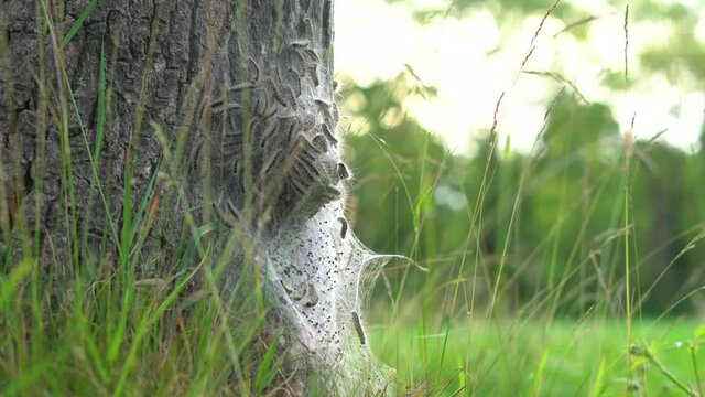 4K eikenprocessierupsen op boom in de berm, thaumetopoeinae, overlast, nest, eik, caterpillar, oak processionary langs de weg.