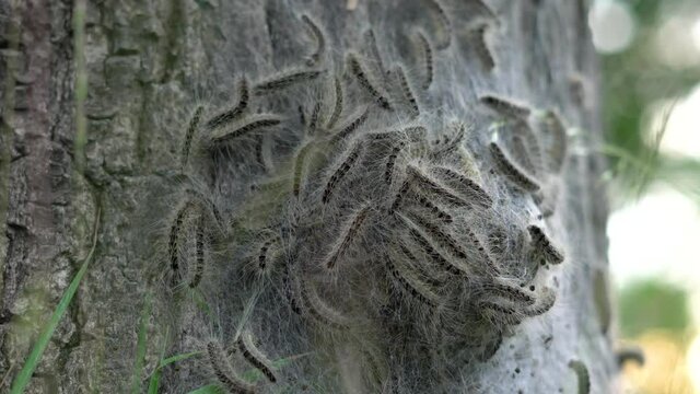 4K eikenprocessierups nest op boom, thaumetopoeinae, overlast, eik, caterpillar, closeup.
