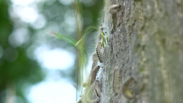 4K eikenprocessierups op boom, thaumetopoeinae, overlast, nest, eik, caterpillar, closeup, alleen.