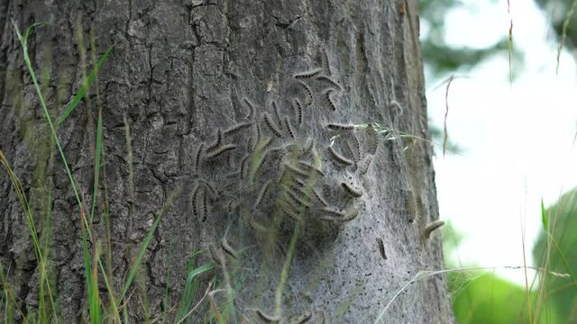 4K eikenprocessierupsen op boom in de berm, thaumetopoeinae, overlast, nest, eik, caterpillar, oak processionary.