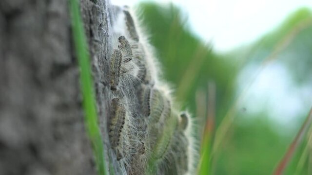 4K eikenprocessierups op boom, thaumetopoeinae, overlast, nest, eik, caterpillar, closeup.