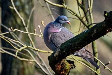 Ringeltaube ( Columba palumbus ).