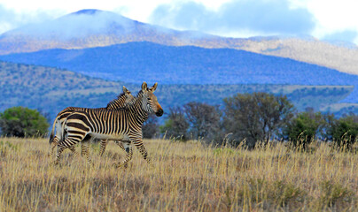 Naklejka premium Bergszebras im Mountain Zebra Nationalpark