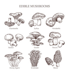 Edible mushroom hand drawn vector illustration.
