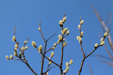 A close up of female catkins of a goat willow (Salix caprea) against the blue sky. Blooming pussy willow in the spring forest, selective focus
