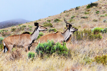 Nyala im Mountain Zebra Nationalpark