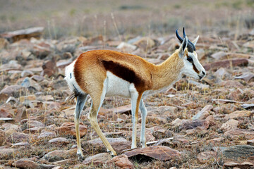 Springbock im Moutain Zebra Nationalpark